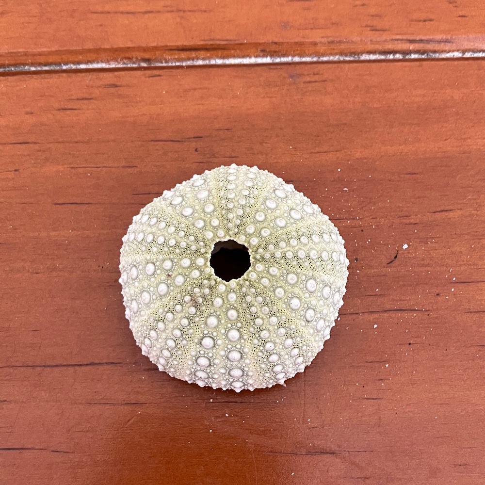 Sea Urchin Shell